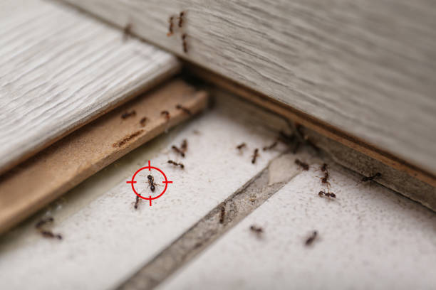 Best Pest Prevention Services  in Decatur, IL